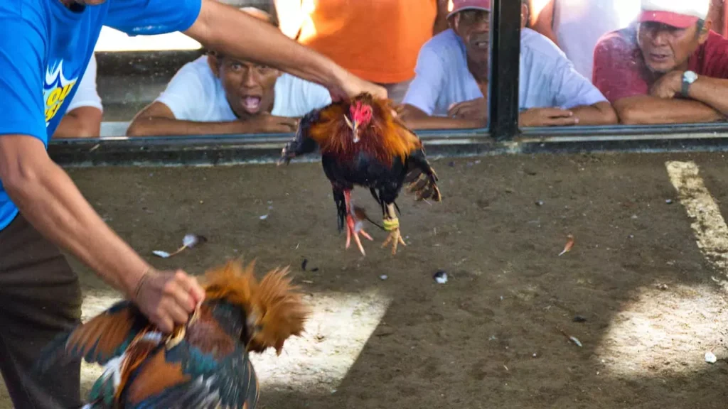 Vijaybet Is The Gateway To Traditional Indian Cockfighting Game Login